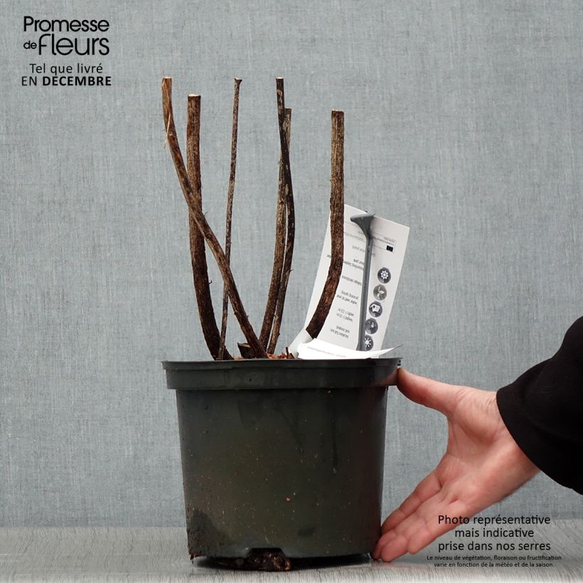 Lespedeza thunbergii Gibraltar Vaso da 2L/3L esemplare consegnato in inverno