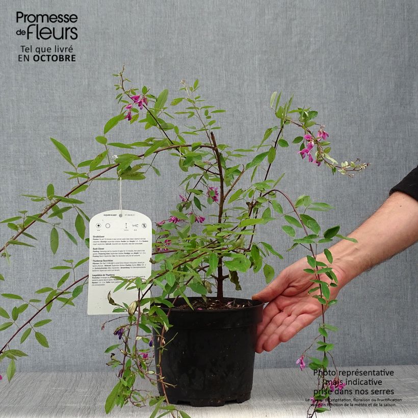 Esemplare di Lespedeza thunbergii Vaso da 2L/3L come consegnato in autunno