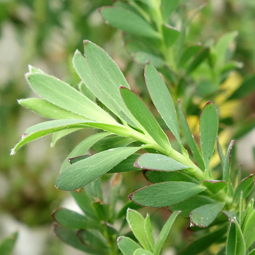 Leucadendron salignum Devil's Blush (Fogliame)