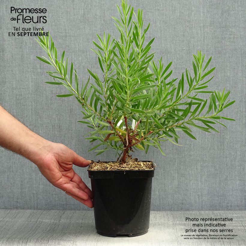 Esemplare di Leucadendron Inca Gold Vaso da 3L/4L come consegnato in autunno