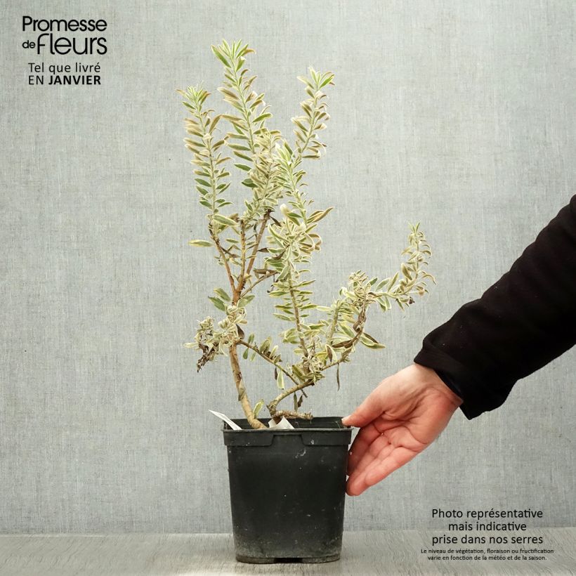 Leucadendron Jester Vaso da 3L/4L esemplare consegnato in inverno