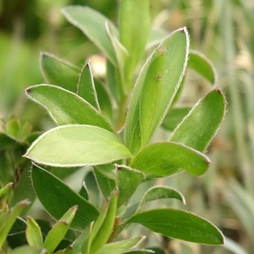 Leucadendron Safari Goldstrike (Fogliame)