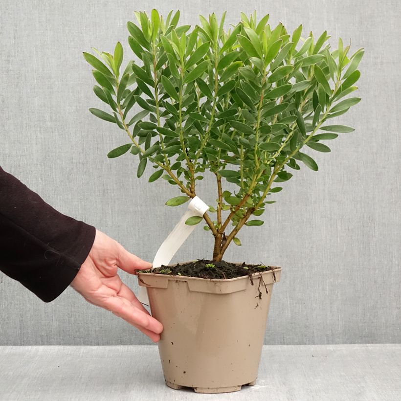 Esemplare di Leucadendron Safari Goldstrike Vaso da 3L/4L come consegnato in autunno