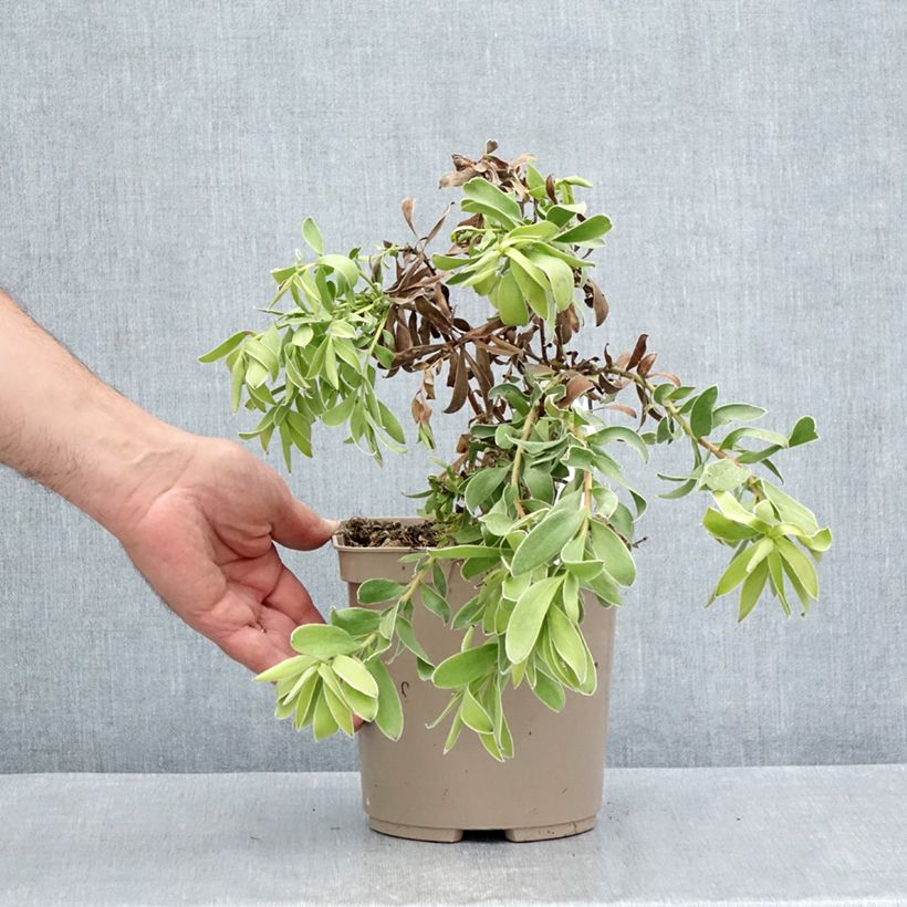 Esemplare di Leucadendron Safari Goldstrike Vaso da 3L/4L consegnato in estate