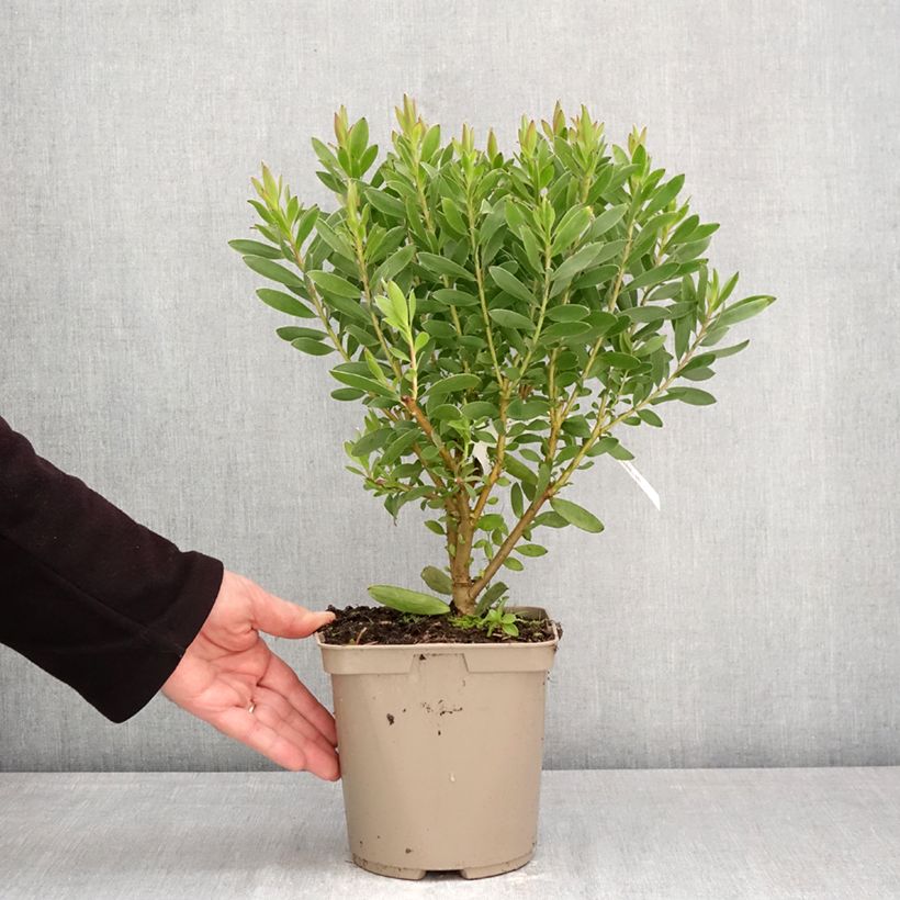 Leucadendron Safari Goldstrike Vaso da 3L/4L esemplare consegnato in primavera