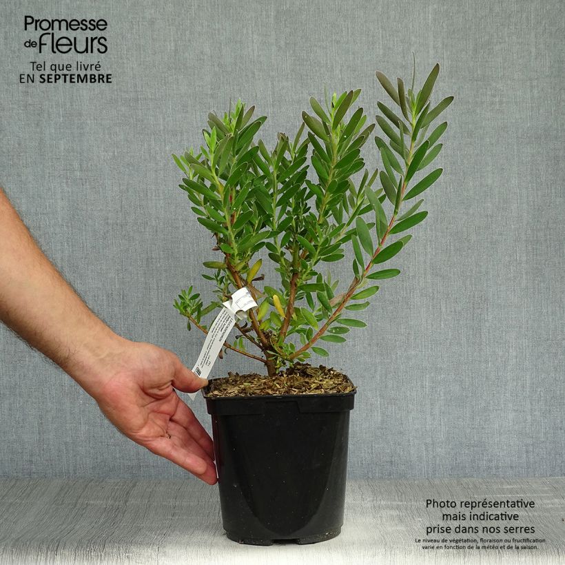 Esemplare di Leucadendron Safari Sunset Vaso da 3L/4L come consegnato in autunno