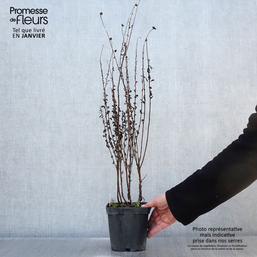 Leucanthemella serotina - Margherita serotina Vaso da 2L/3L esemplare consegnato in inverno