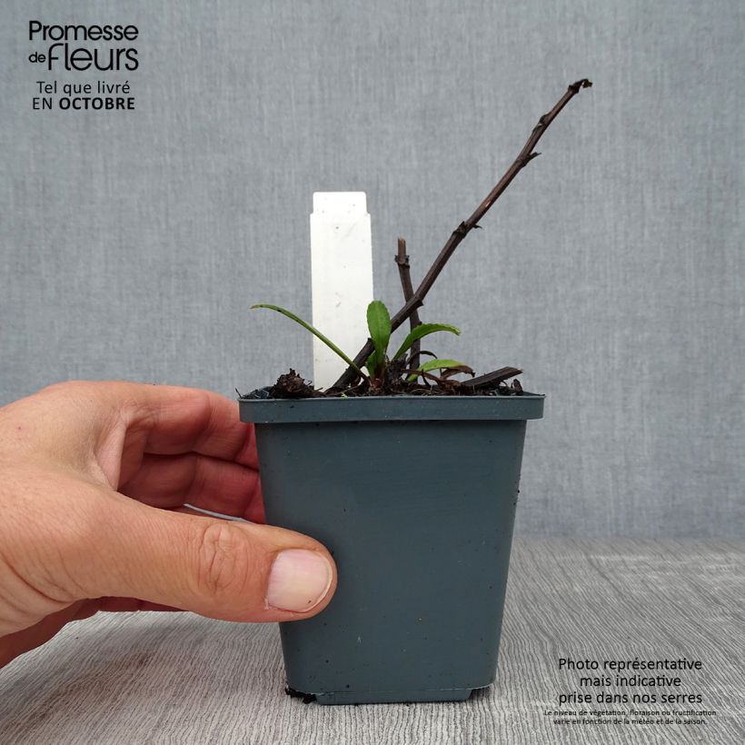 Esemplare di Leucanthemum superbum Polaris - Margherita Vasetto da 8/9 cm come consegnato in autunno