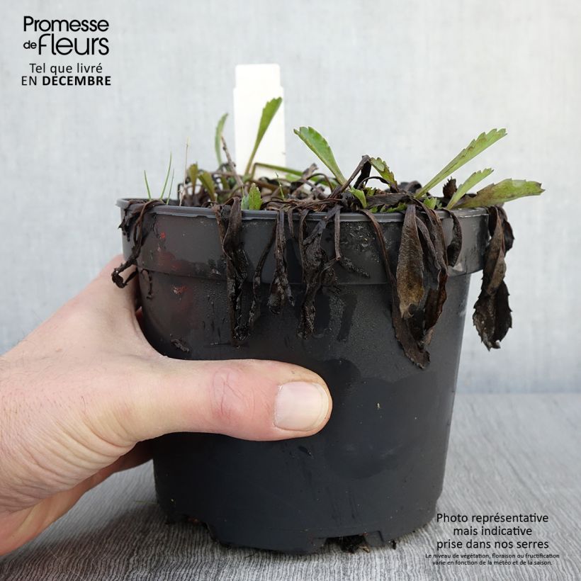 Esemplare di Leucanthemum superbum Petite Princesse d'Argent - Margherita Vaso da 2L/3L come consegnato in autunno