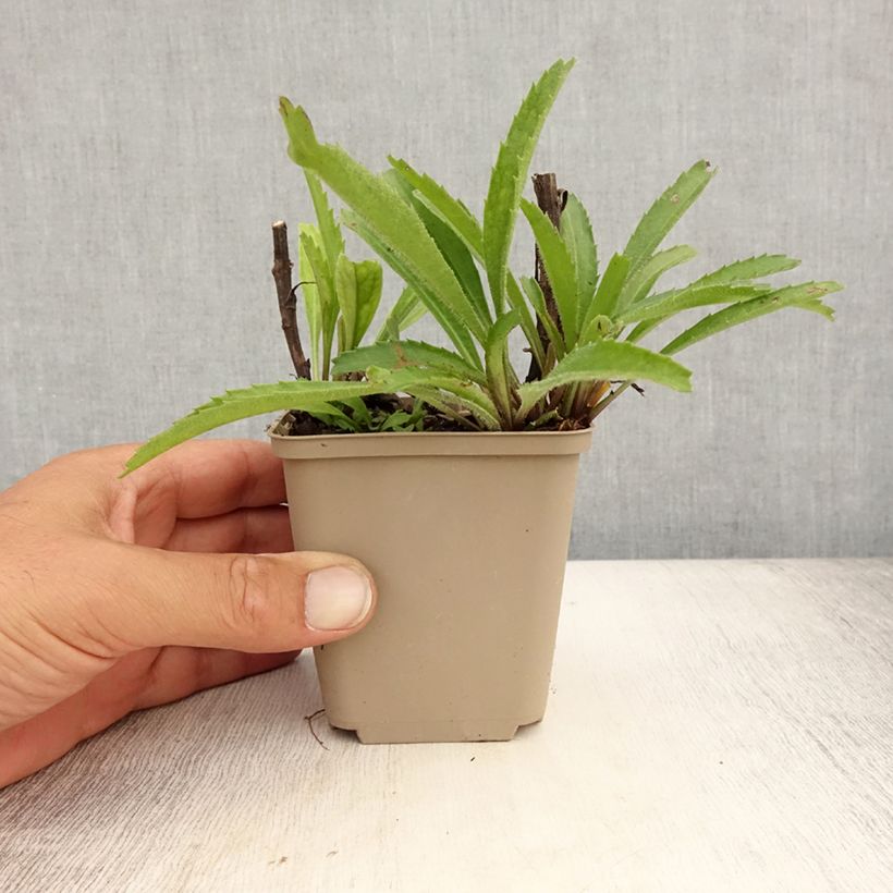 Esemplare di Leucanthemum superbum Real Neat - Margherita Vasetto da 8/9 cm consegnato in estate