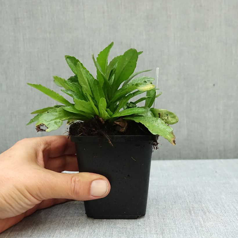 Esemplare di Leucanthemum Snow Lady - Margherita Vasetto da 8/9 cm come consegnato in autunno