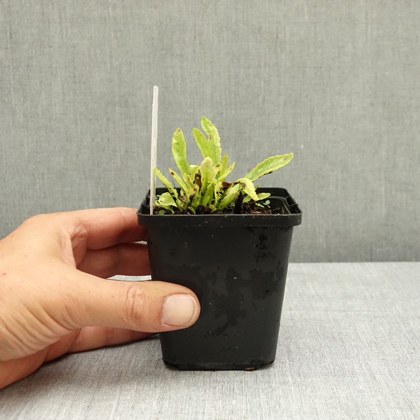 Esemplare di Leucanthemum Snow Lady - Margherita Vasetto da 8/9 cm consegnato in estate
