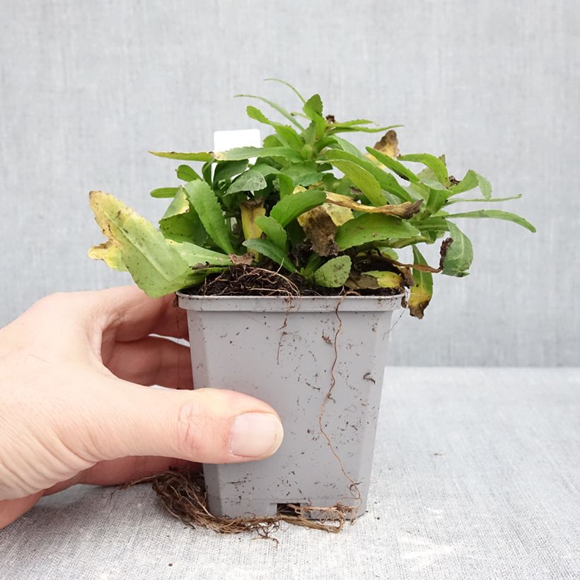 Leucanthemum Snow Lady - Margherita Vasetto da 8/9 cm esemplare consegnato in inverno