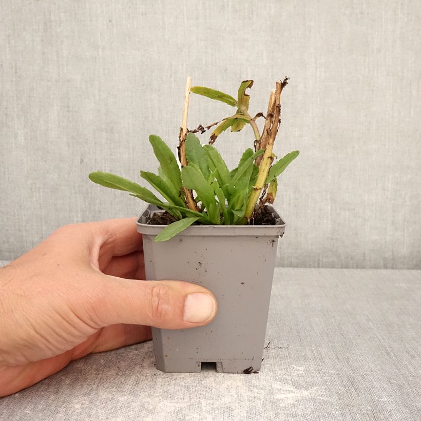 Leucanthemum Snow Lady - Margherita Vasetto da 8/9 cm esemplare consegnato in primavera