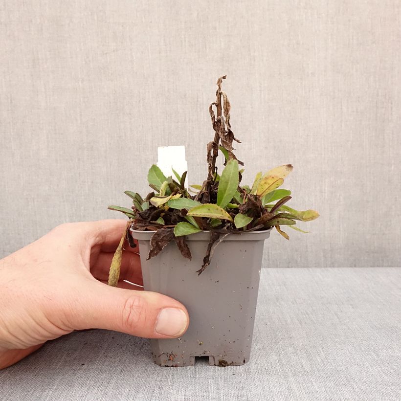 Leucanthemum superbum Alaska - Margherita Vasetto da 8/9 cm esemplare consegnato in inverno