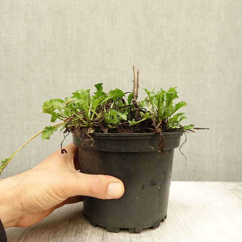 Esemplare di Leucanthemum superbum Becky - Margherita Vaso da 2L/3L come consegnato in autunno