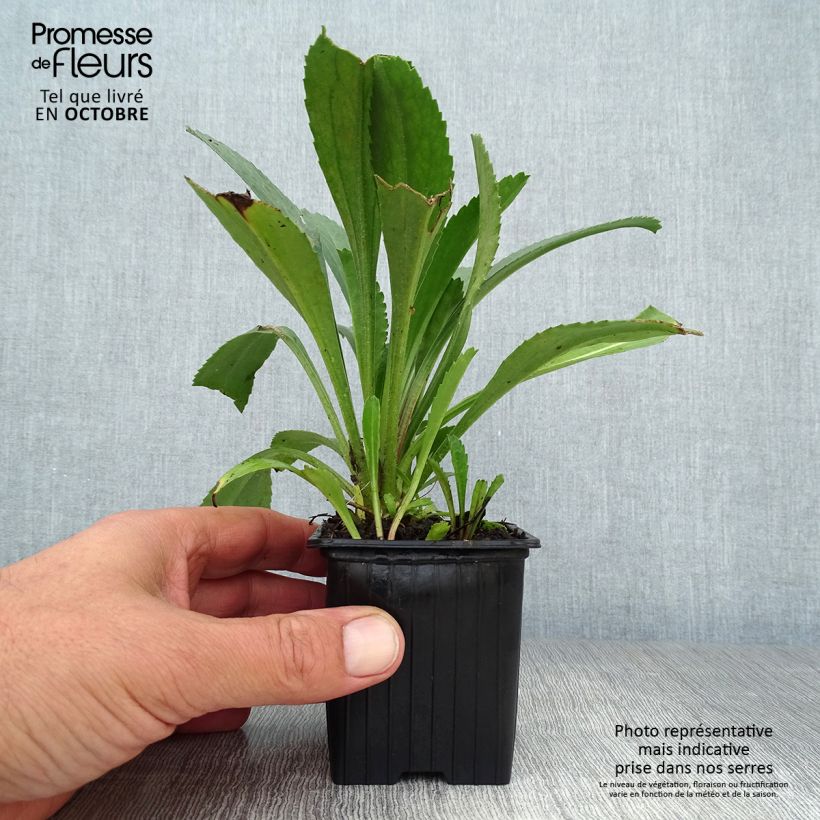 Esemplare di Leucanthemum superbum Becky - Margherita Vasetto da 8/9 cm come consegnato in autunno