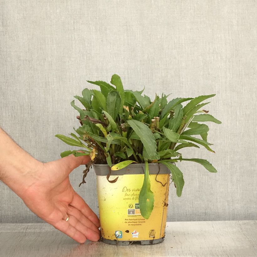 Esemplare di Leucanthemum superbum Broadway lights - Margherita Vaso da 2L/3L come consegnato in autunno