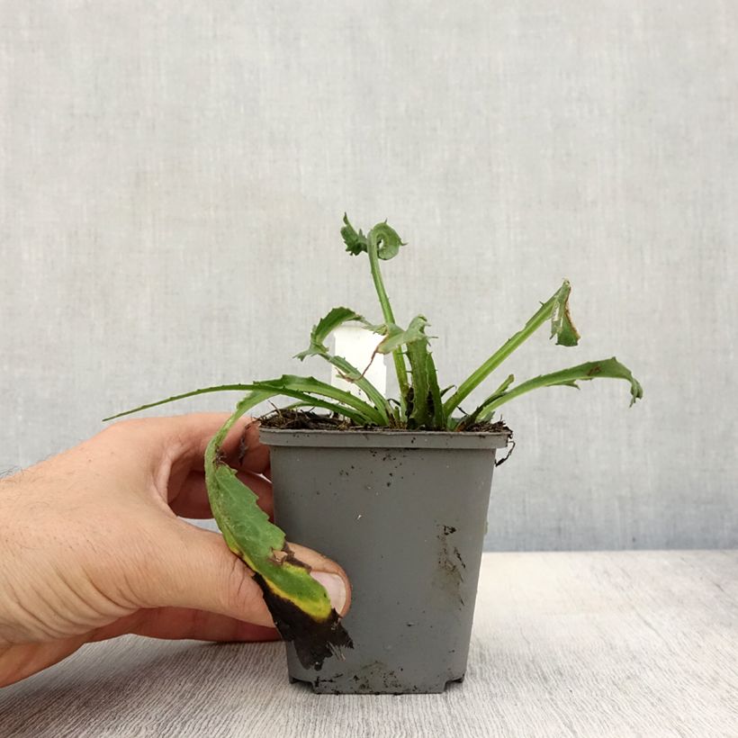 Esemplare di Leucanthemum superbum Goldfinch - Margherita Vasetto da 8/9 cm come consegnato in autunno