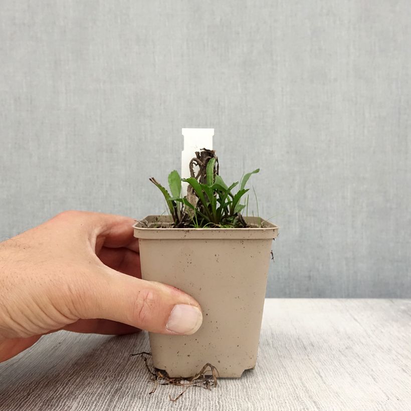 Esemplare di Leucanthemum superbum Luna - Margherita Vasetto da 8/9 cm come consegnato in autunno