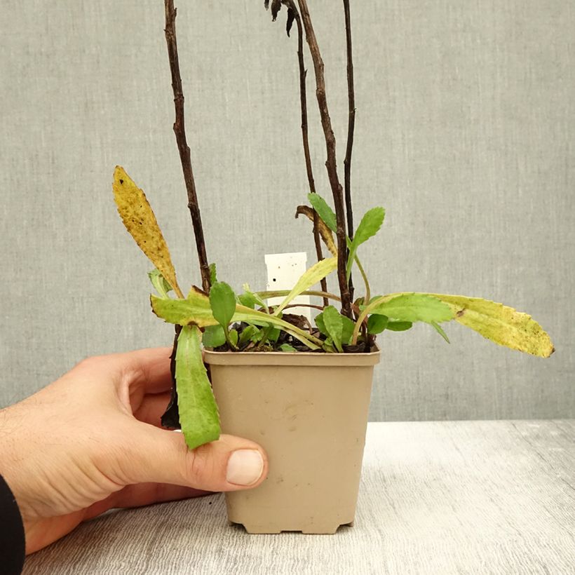 Esemplare di Leucanthemum superbum Old Court - Margherita Vasetto da 8/9 cm come consegnato in autunno