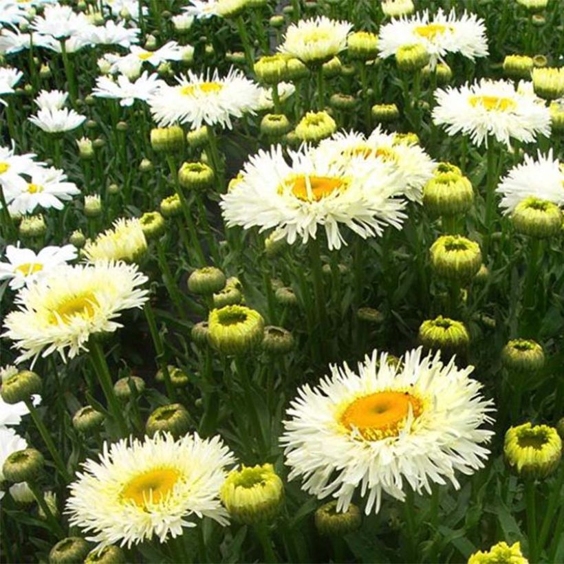 Leucanthemum superbum Real Galaxy - Margherita (Fioritura)