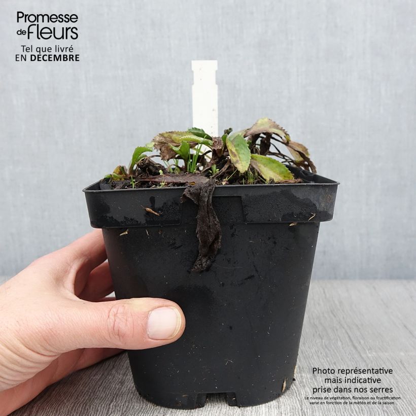 Esemplare di Leucanthemum superbum Wirral Supreme - Margherita Vaso da 2L/3L come consegnato in autunno