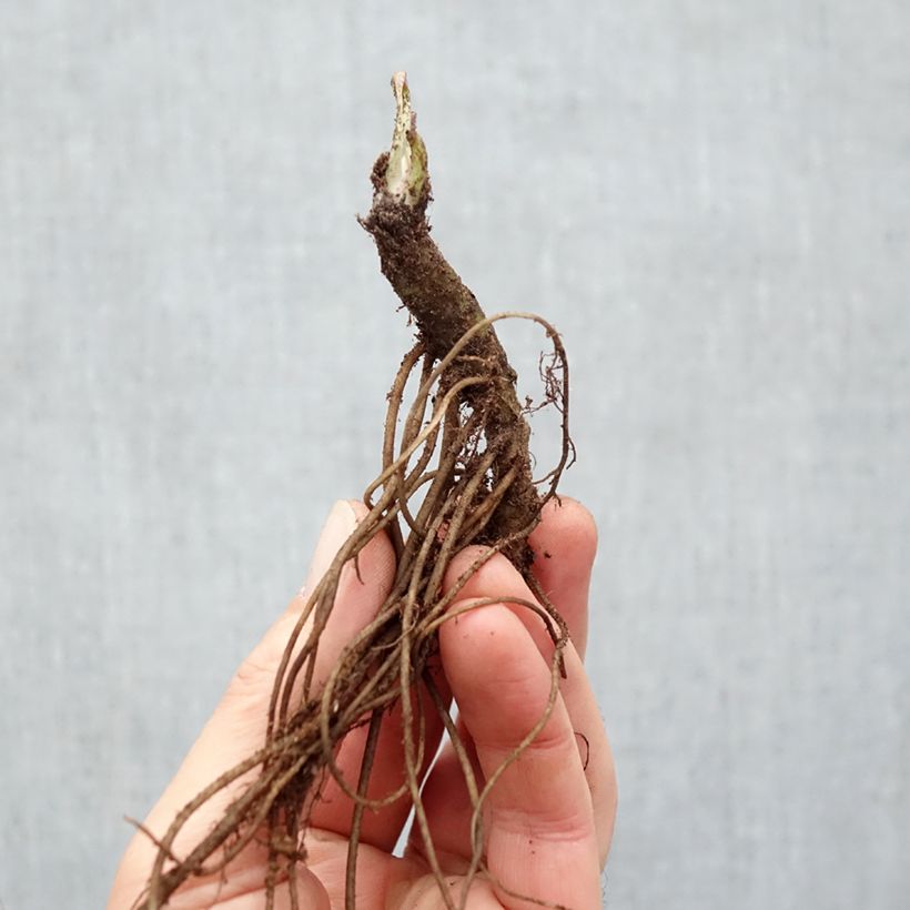 Leucanthemum superbum Wirral Supreme - Margherita Piante piccole a radice nuda esemplare consegnato in inverno