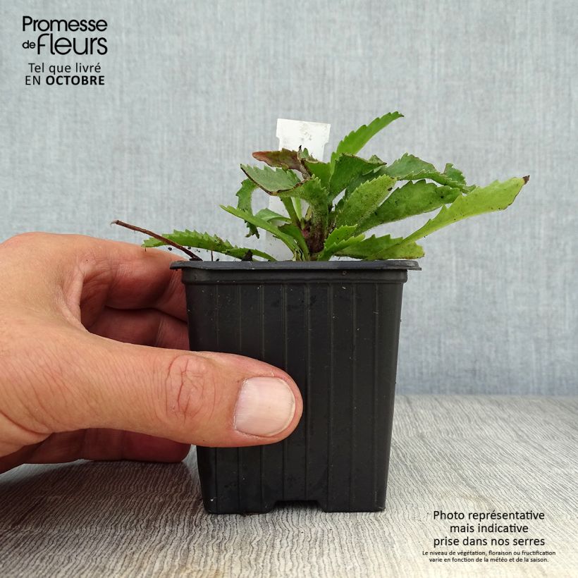Esemplare di Leucanthemum superbum Victorian Secret - Margherita Vasetto da 8/9 cm come consegnato in autunno