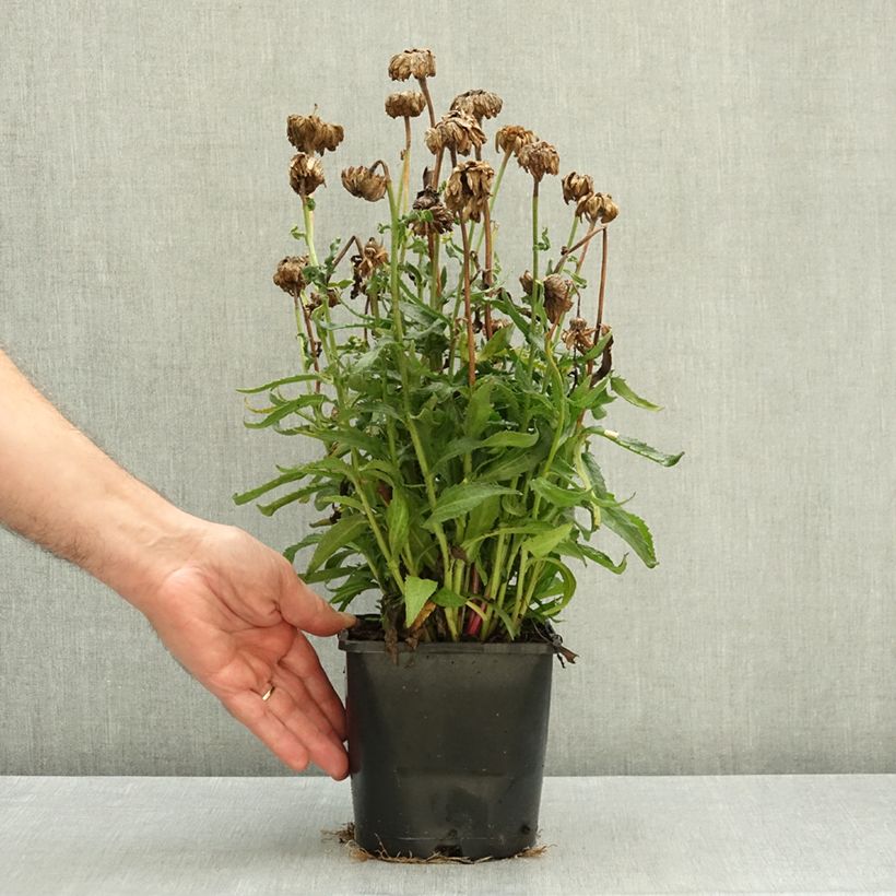 Esemplare di Leucanthemum superbum Victorian Secret - Margherita Vaso da 2L/3L come consegnato in autunno