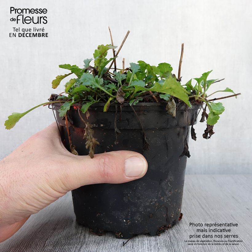 Esemplare di Leucanthemum vulgare Maikonigin - Margherita comune Vaso da 2L/3L come consegnato in autunno
