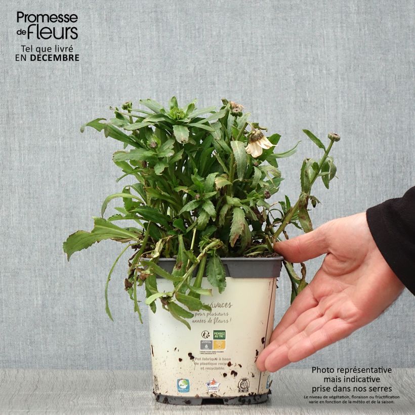 Esemplare di Leucanthemum vulgare - Margherita comune Vaso da 2L/3L come consegnato in autunno