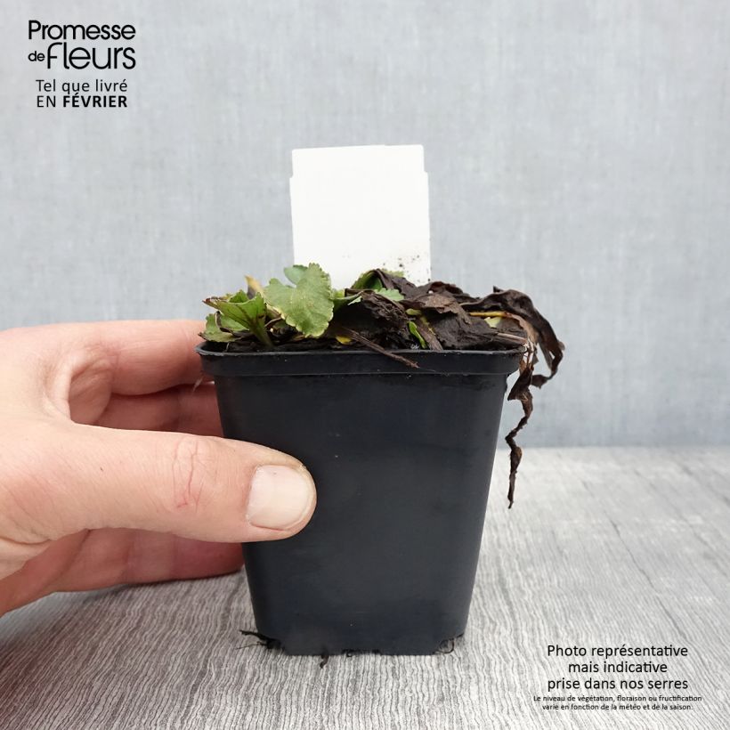 Leucanthemum superbum Brightside - Margherita Vasetto da 8/9 cm esemplare consegnato in inverno