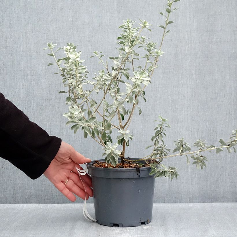 Esemplare di Leucophyllum frutescens - Leucofillo Vaso da 3L/4L come consegnato in autunno