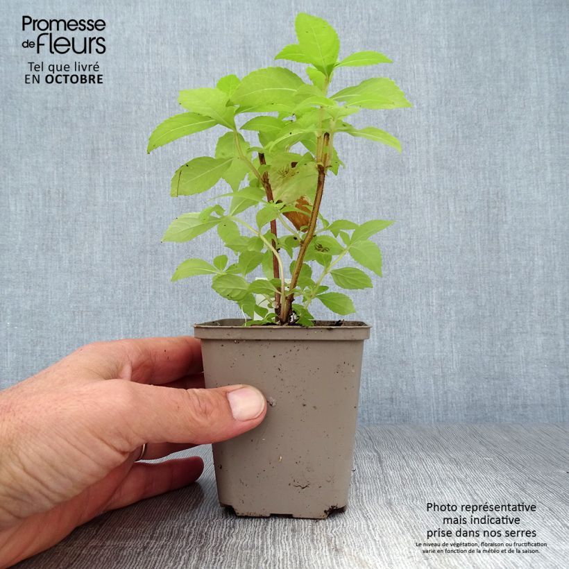 Esemplare di Leucosceptrum japonicum Golden Angel - Leucosceptrum japonicum Vasetto da 8/9 cm come consegnato in autunno