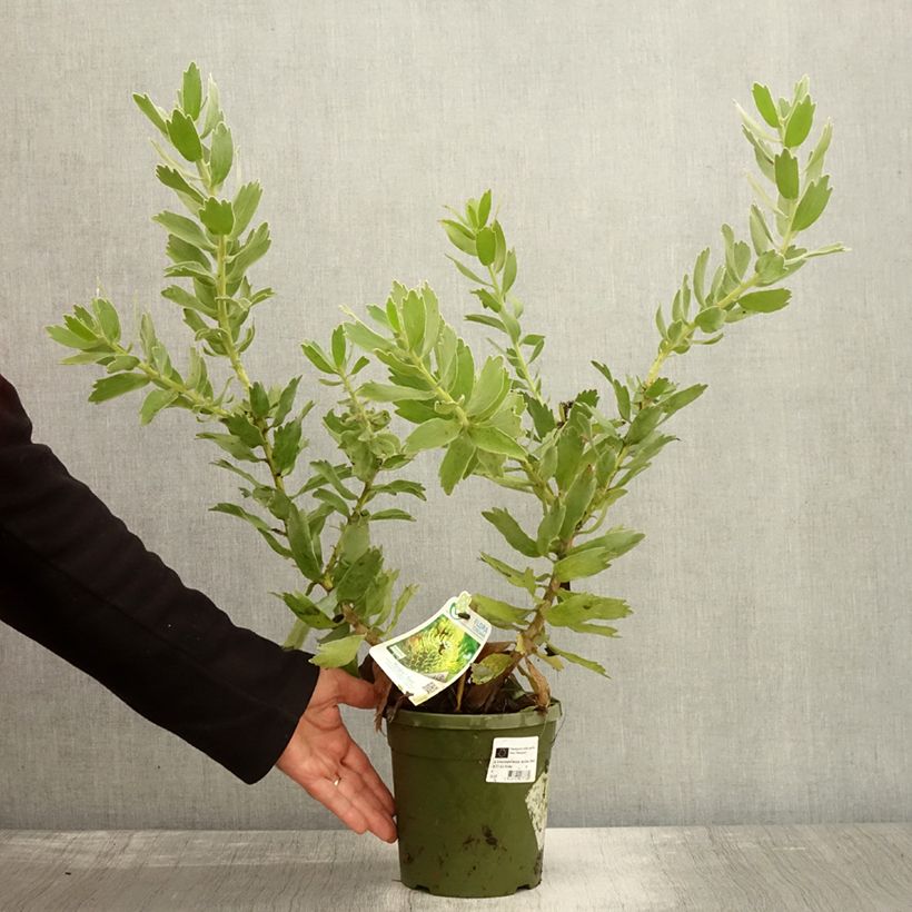 Esemplare di Leucospermum Ayoba Red Vaso da 2L/3L come consegnato in autunno