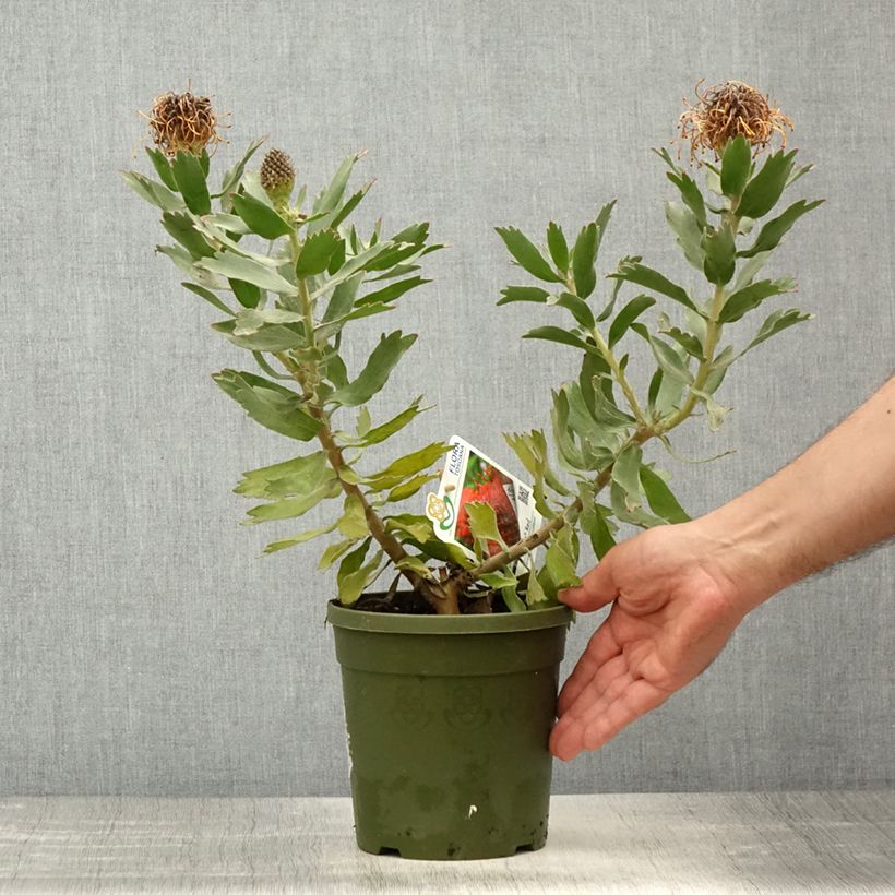 Leucospermum Ayoba Red Vaso da 2L/3L esemplare consegnato in primavera