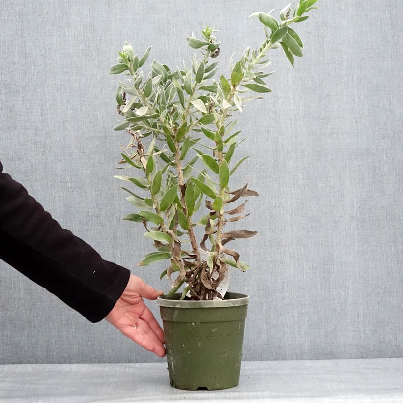 Leucospermum Copper Carnival Vaso da 2L/3L esemplare consegnato in inverno