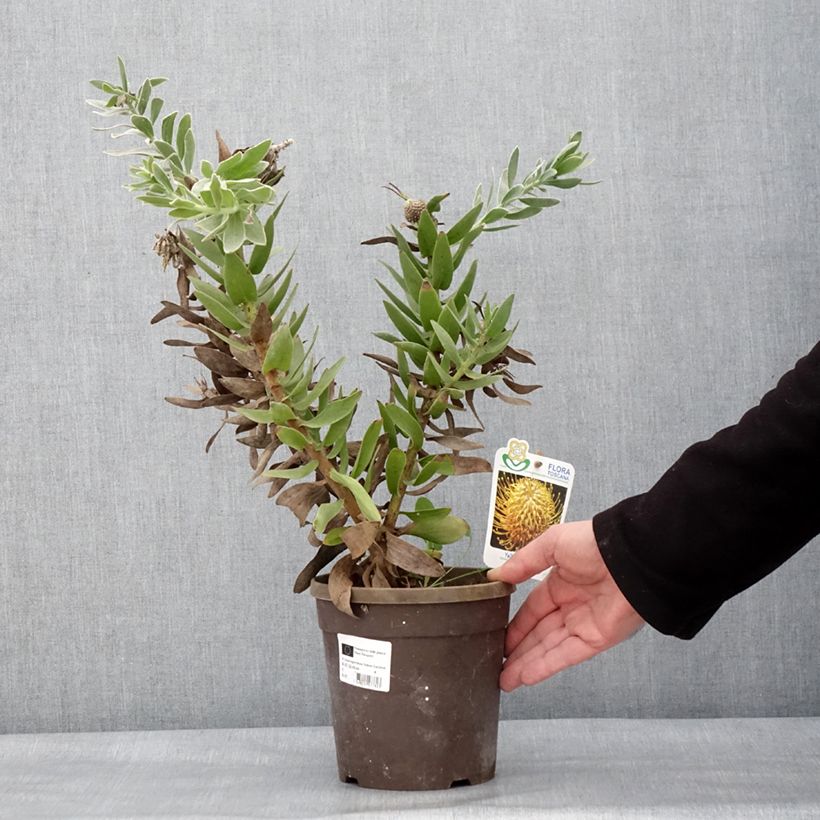 Leucospermum Yellow Carnival Vaso da 2L/3L esemplare consegnato in inverno