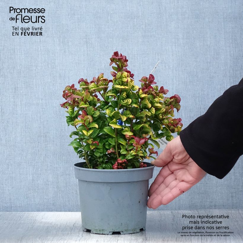 Leucothoe axillaris Curly Gold Vaso da 2L/3L esemplare consegnato in inverno