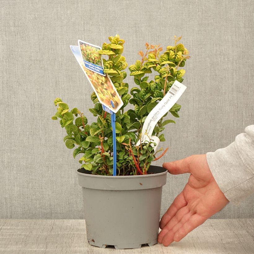 Leucothoe axillaris Curly Gold Vaso da 2L/3L esemplare consegnato in primavera