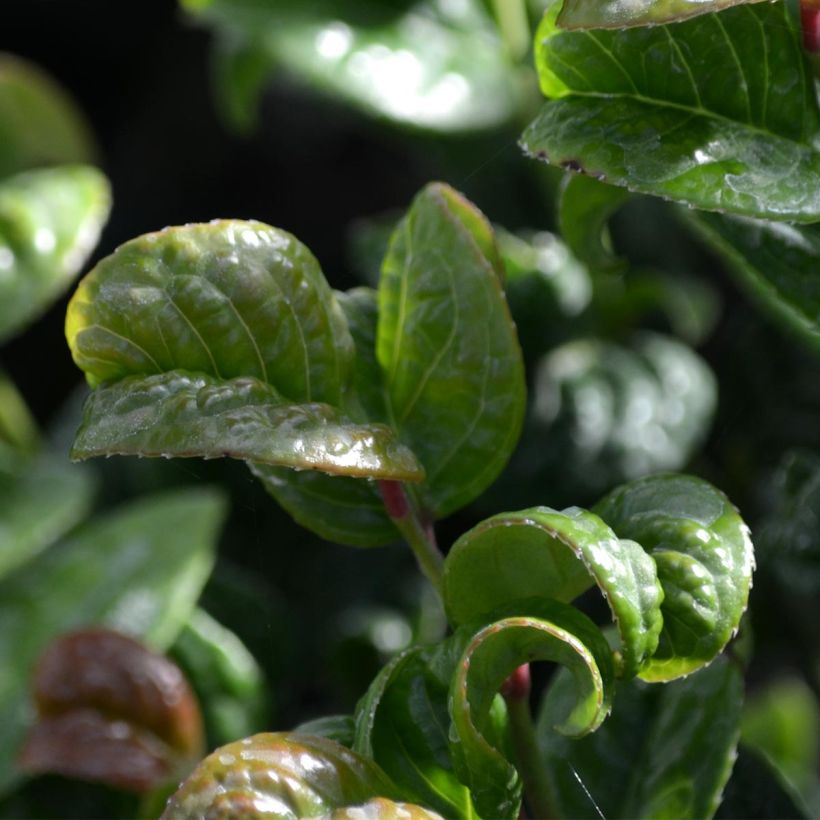 Leucothoe axillaris Curly Red (Fogliame)