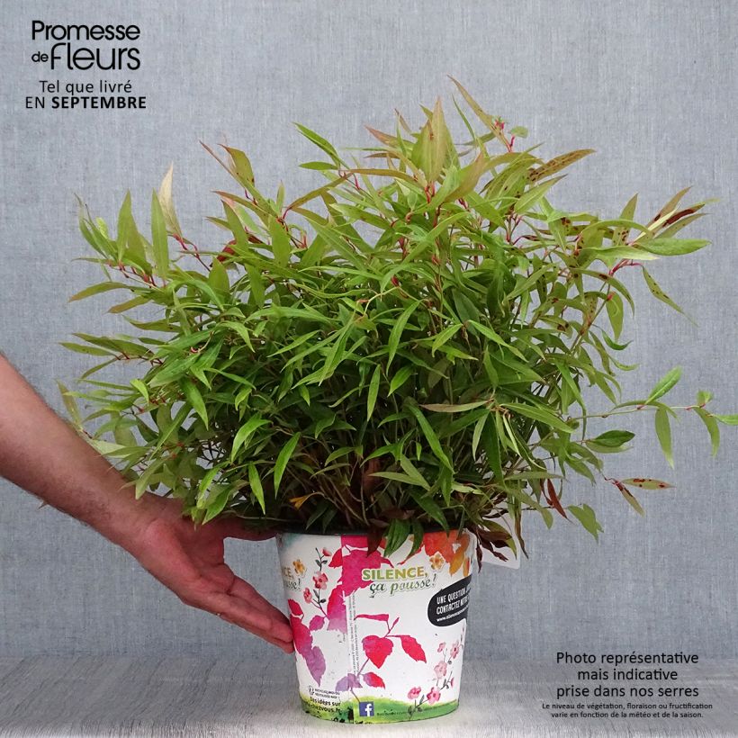 Esemplare di Leucothoe axillaris Red Lips Vaso da 4L/5L come consegnato in autunno