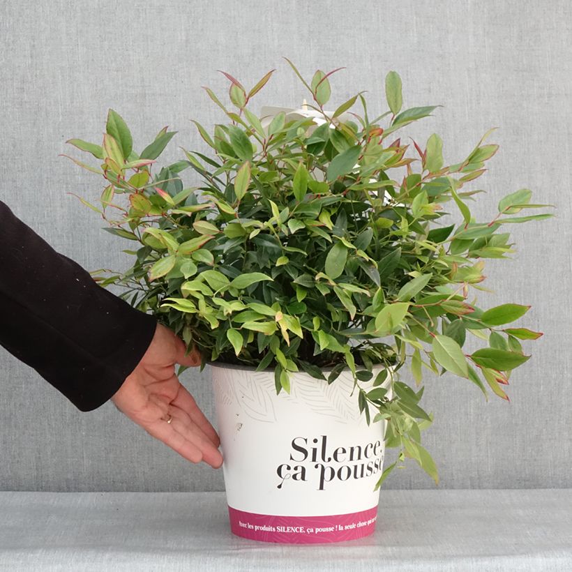Leucothoe axillaris Red Lips Vaso da 4L/5L esemplare consegnato in inverno