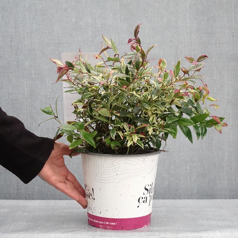 Leucothoe fontanesiana Color Diamond Vaso da 4L/5L esemplare consegnato in inverno