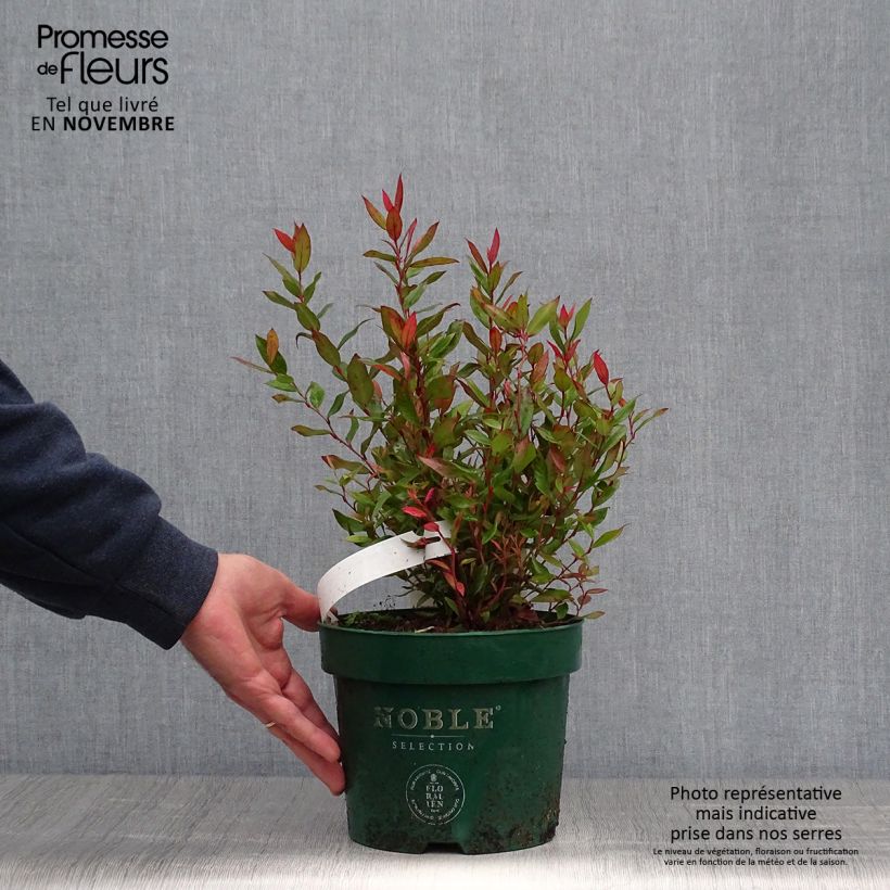 Esemplare di Leucothoe fontanesiana Little Flames Vaso da 2L/3L come consegnato in autunno