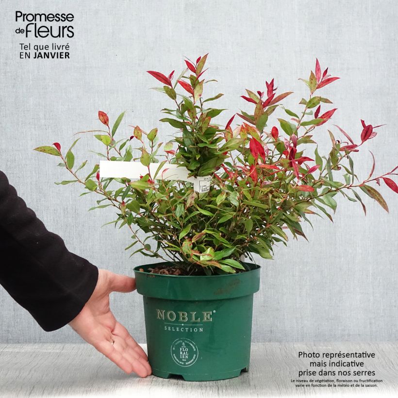 Leucothoe fontanesiana Little Flames Vaso da 2L/3L esemplare consegnato in inverno