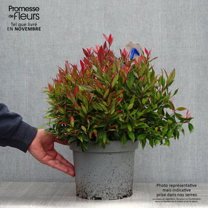 Esemplare di Leucothoe fontanesiana Little Flames Vaso da 4L/5L come consegnato in autunno