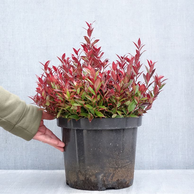 Leucothoe fontanesiana Little Flames Vaso da 7,5L/10L esemplare consegnato in inverno
