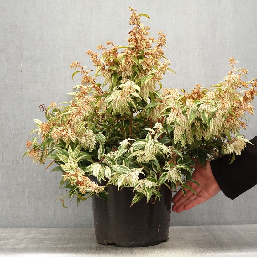 Leucothoe fontanesiana Makijaz Vaso da 7,5L/10L esemplare consegnato in primavera